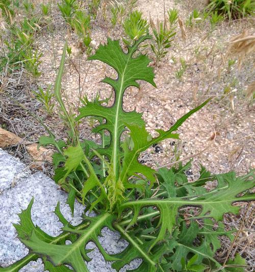 垂耳兔的饲养之道(了解垂耳兔的食性及优质草料的选择要点)(图2) 垂耳兔的饲养之道(了解垂耳兔的食性及优质草料的选择要点)(图2)