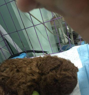 深入了解以泰迪宫缩症状(图3)