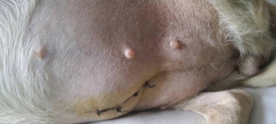 深入了解以泰迪宫缩症状(图1)