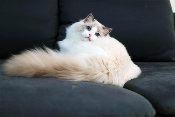 猫尾巴烂了怎么办？(图2)