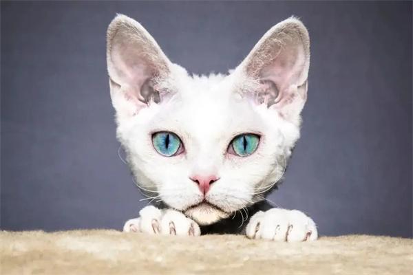 猫尾巴烂了怎么办？(图1)