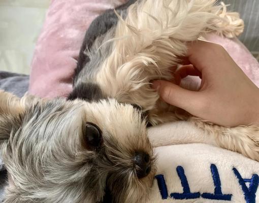 狗狗绝育手术的最佳时机（了解狗狗绝育手术的最佳年龄和时间） - 新生家伴