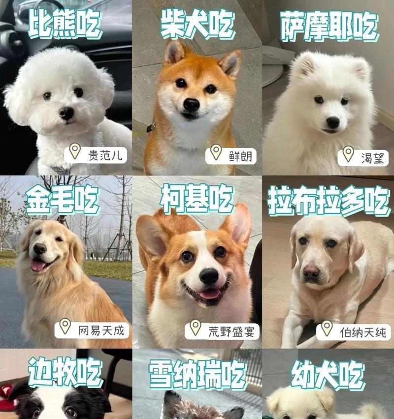 狗狗如何用不同方式与你互动（主人们别错过了，与狗狗亲密接触的各种方式） - 新生家伴