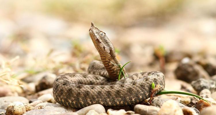 角蝰——一种神秘的蛇类动物（探索角蝰的外貌特征、习性和分布区域）(图1)