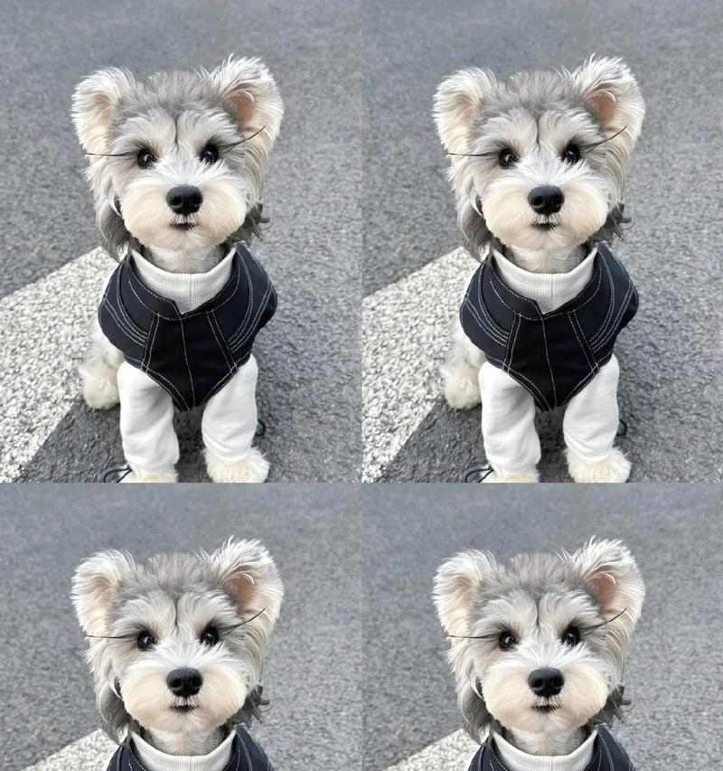 探寻小老头纯种雪纳瑞的多彩色彩(最适合你的雪纳瑞颜色是哪一种?)(图2) 探寻小老头纯种雪纳瑞的多彩色彩(最适合你的雪纳瑞颜色是哪一种?)(图2)