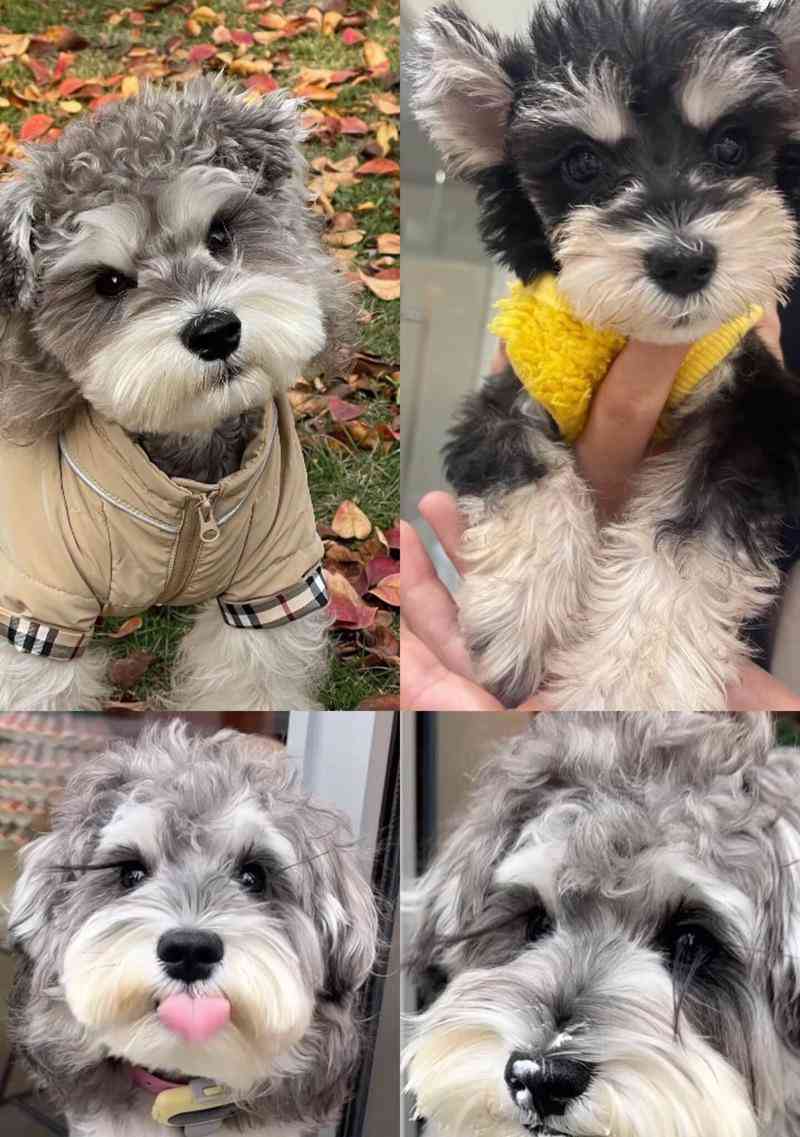 探寻小老头纯种雪纳瑞的多彩色彩（最适合你的雪纳瑞颜色是哪一种？） - 新生家伴