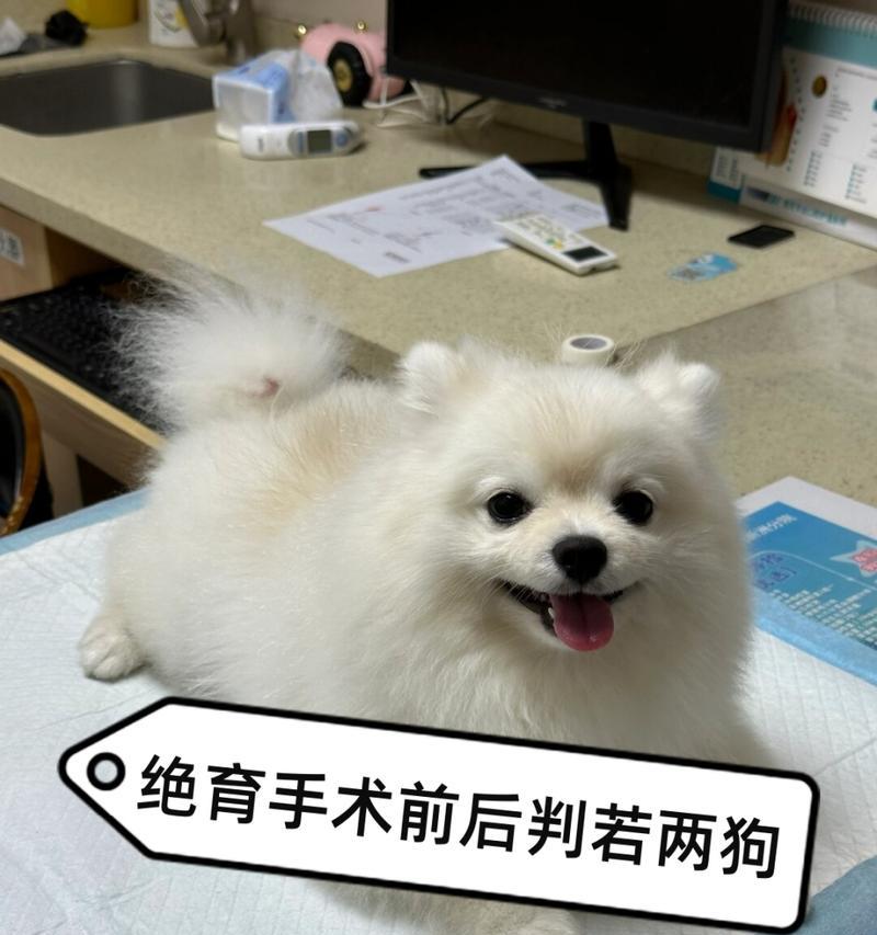 狗狗绝育手术的最佳时机（了解狗狗绝育手术的最佳年龄和时间）(图3)