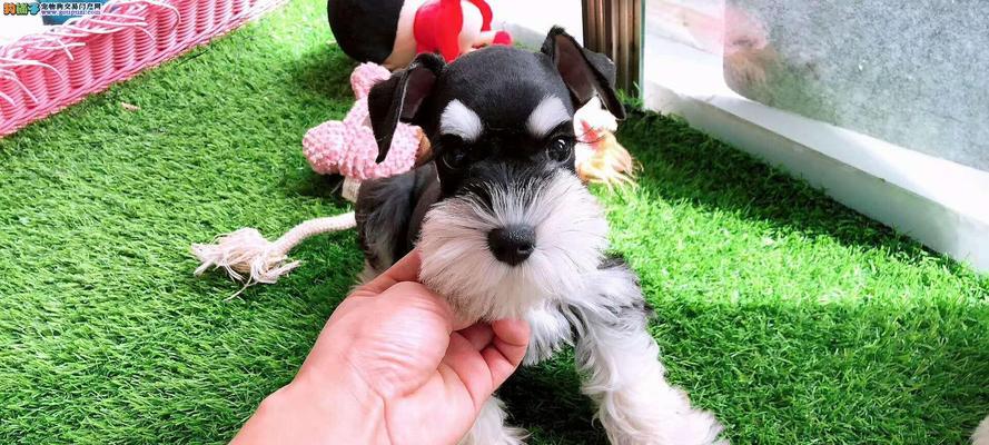 探寻小老头纯种雪纳瑞的多彩色彩(最适合你的雪纳瑞颜色是哪一种?)(图3) 探寻小老头纯种雪纳瑞的多彩色彩(最适合你的雪纳瑞颜色是哪一种?)(图3)