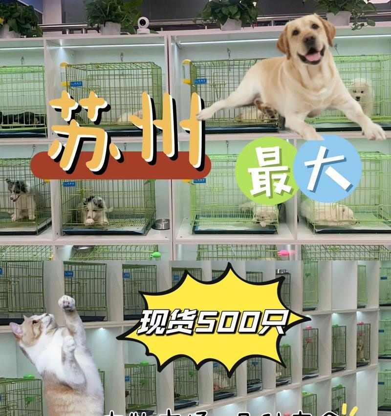 选择宠物的繁殖特性（从繁殖特性考虑，了解哪些宠物适合繁殖）(图2)