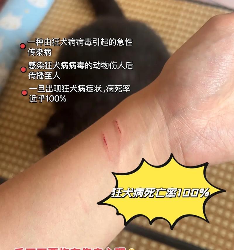 狗狗会咬人会攻击怎么办？（千万别乱办，狗狗也会咬主人吗？）(图1)