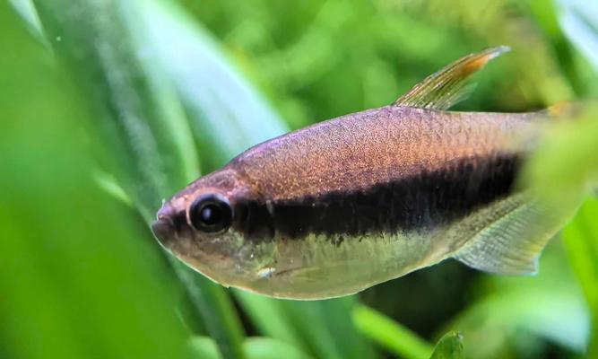 温和的灯科鱼品种及养殖要点(选择温和的灯科鱼品种,享受宁静养鱼之乐)(图1) 温和的灯科鱼品种及养殖要点(选择温和的灯科鱼品种,享受宁静养鱼之乐)(图1)