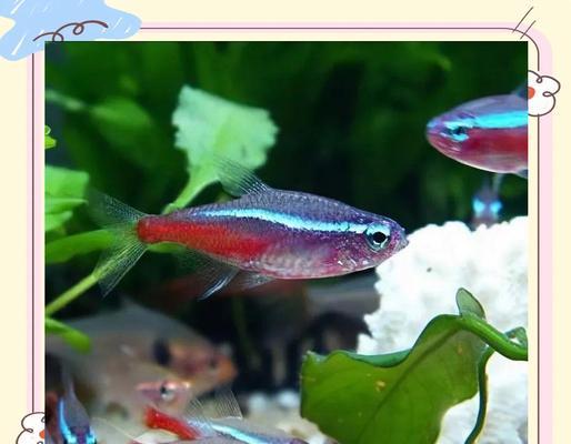 温和的灯科鱼品种及养殖要点(选择温和的灯科鱼品种,享受宁静养鱼之乐)(图2) 温和的灯科鱼品种及养殖要点(选择温和的灯科鱼品种,享受宁静养鱼之乐)(图2)