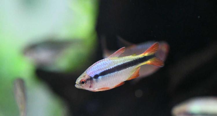 温和的灯科鱼品种及养殖要点(选择温和的灯科鱼品种,享受宁静养鱼之乐)(图3) 温和的灯科鱼品种及养殖要点(选择温和的灯科鱼品种,享受宁静养鱼之乐)(图3)