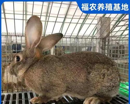 巨型肉兔的品种及特点（探索巨型肉兔的世界，了解不同品种的特点与优势）(图2)