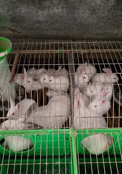 巨型肉兔的品种及特点（探索巨型肉兔的世界，了解不同品种的特点与优势）(图3)