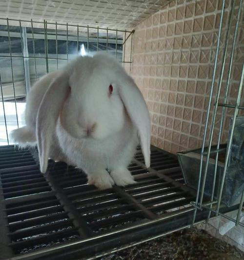 巨型肉兔的品种及特点（探索巨型肉兔的世界，了解不同品种的特点与优势） - 新生家伴