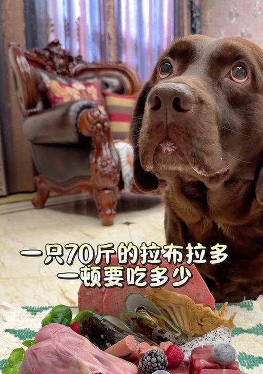 40天小狗每天吃一顿,它的饮食节律是如何形成的?(小狗饮食习惯的形成过程及影响因素)(图3) 40天小狗每天吃一顿,它的饮食节律是如何形成的?(小狗饮食习惯的形成过程及影响因素)(图3)