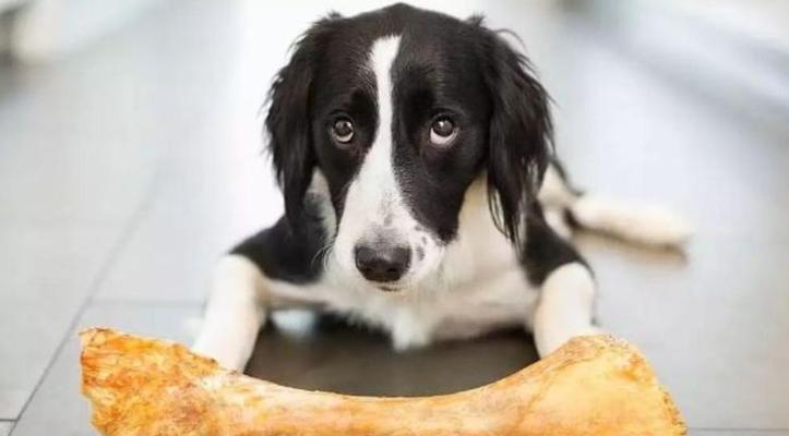 40天小狗每天吃一顿，它的饮食节律是如何形成的？（小狗饮食习惯的形成过程及影响因 - 新生家伴