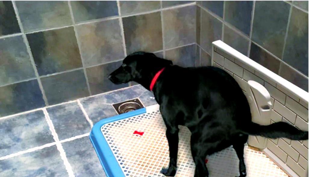 幼犬多久可以自己排泄（揭秘幼犬排泄行为与训练的关键） - 新生家伴