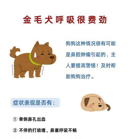 揭秘金毛狗狗口臭之谜（了解口臭的原因，让爱宠恢复清新呼吸）(图3)