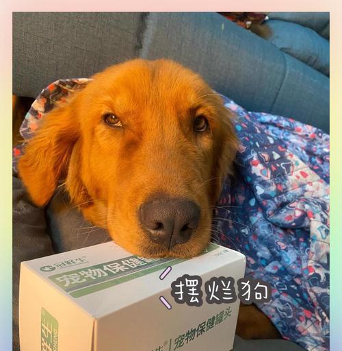 揭秘金毛狗狗口臭之谜（了解口臭的原因，让爱宠恢复清新呼吸） - 新生家伴