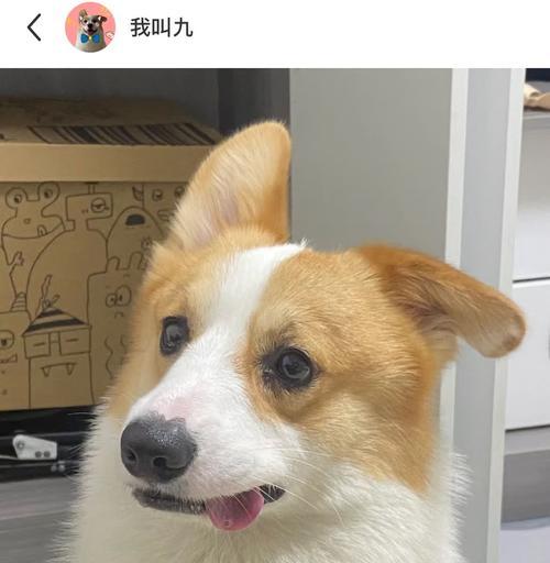 正常狗狗的耳朵是什么样的？（了解狗狗耳朵的特征和健康指标） - 新生家伴