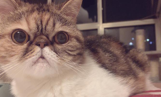 加菲猫的乖巧与调皮(了解加菲猫)(图3) 加菲猫的乖巧与调皮(了解加菲猫)(图3)