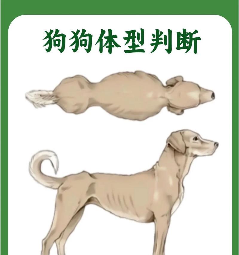 小狗为什么瘦了?(探究小狗身体状况和饮食习惯变化的原因)(图1) 小狗为什么瘦了?(探究小狗身体状况和饮食习惯变化的原因)(图1)