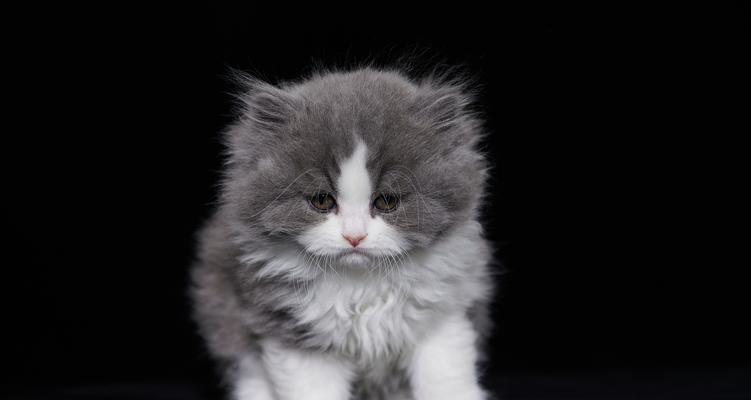 小猫什么时候可以吃猫粮?(适合小猫吃猫粮的关键时期及食谱推荐)(图2) 小猫什么时候可以吃猫粮?(适合小猫吃猫粮的关键时期及食谱推荐)(图2)