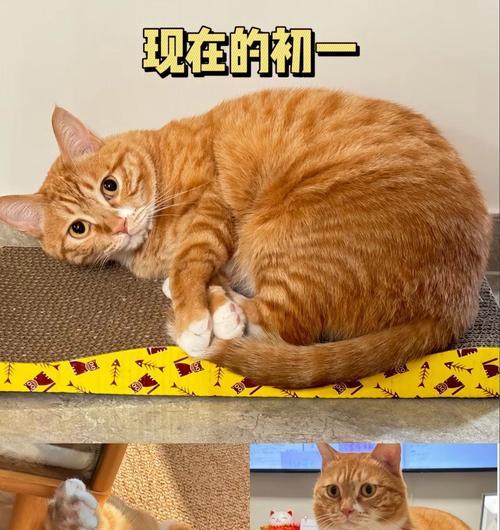 小猫什么时候可以吃猫粮?(适合小猫吃猫粮的关键时期及食谱推荐)(图3) 小猫什么时候可以吃猫粮?(适合小猫吃猫粮的关键时期及食谱推荐)(图3)