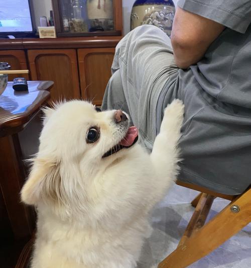 小狗为什么瘦了?(探究小狗身体状况和饮食习惯变化的原因)(图3) 小狗为什么瘦了?(探究小狗身体状况和饮食习惯变化的原因)(图3)