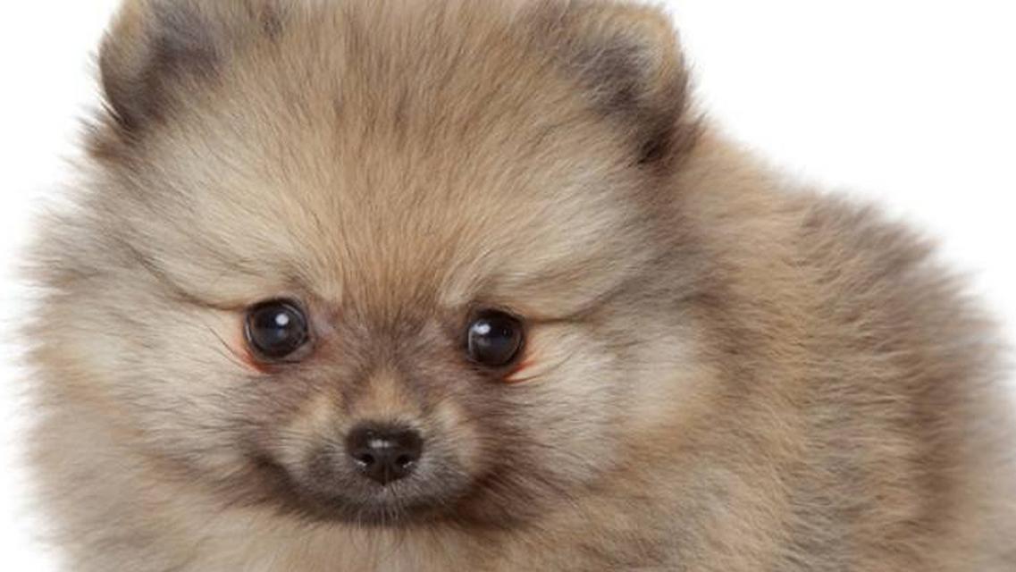 正常狗狗的耳朵是什么样的?(了解狗狗耳朵的特征和健康指标)(图3) 正常狗狗的耳朵是什么样的?(了解狗狗耳朵的特征和健康指标)(图3)