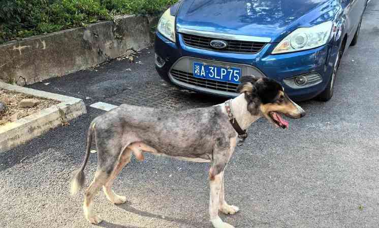 小狗为什么瘦了?(探究小狗身体状况和饮食习惯变化的原因)(图2) 小狗为什么瘦了?(探究小狗身体状况和饮食习惯变化的原因)(图2)