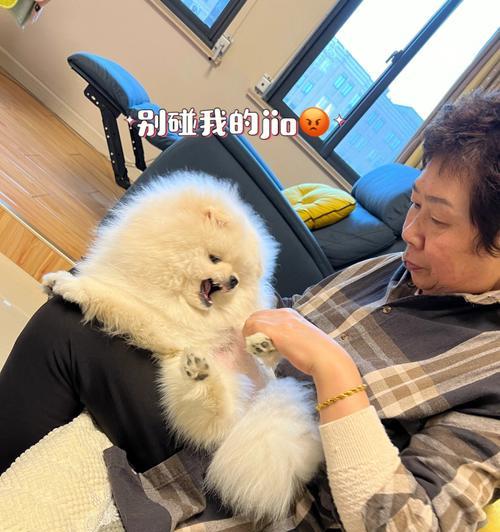 狗狗术后的饮食护理(选择合适的饮食方案来促进狗狗康复)(图3) 狗狗术后的饮食护理(选择合适的饮食方案来促进狗狗康复)(图3)