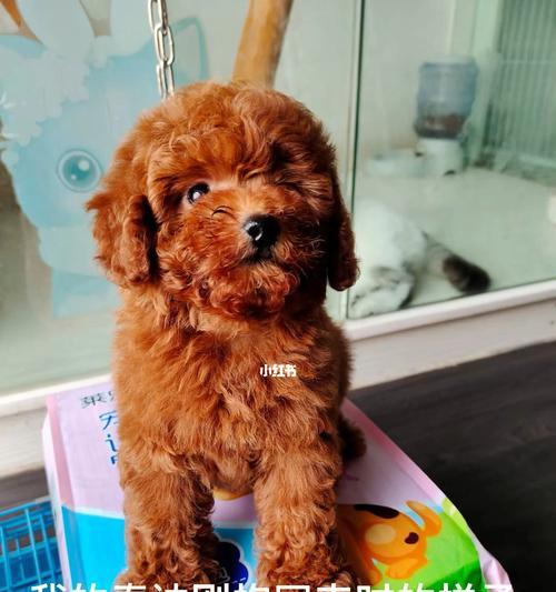 宝贝泰迪剃毛时间的选择（让你的泰迪宝贝时刻保持舒适整洁的秘诀）(图2)