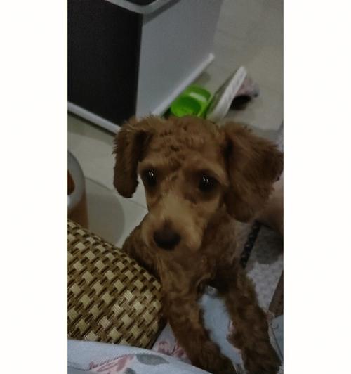 宝贝泰迪剃毛时间的选择（让你的泰迪宝贝时刻保持舒适整洁的秘诀）(图1)