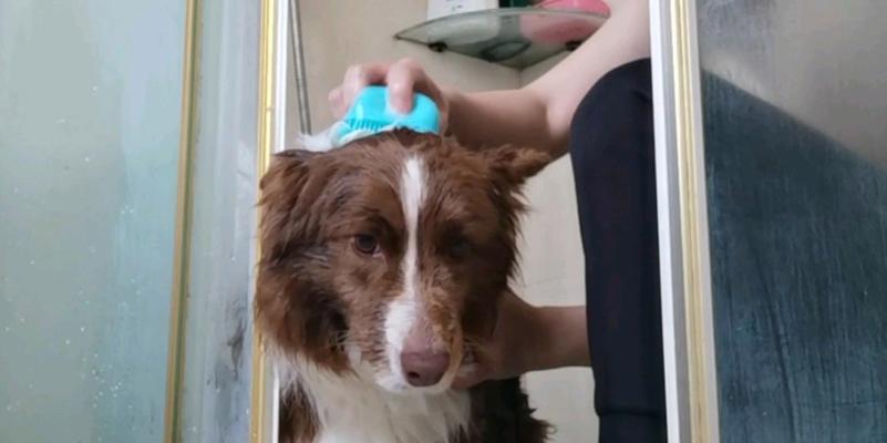 边牧皮肤病的洗澡方法（选择适合边牧皮肤病的洗澡产品与步骤）(图2)