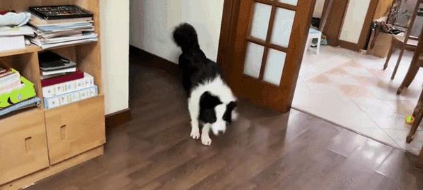 边牧皮肤病的洗澡方法（选择适合边牧皮肤病的洗澡产品与步骤）(图1)