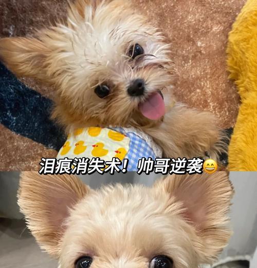 狗狗术后的饮食护理(选择合适的饮食方案来促进狗狗康复)(图1) 狗狗术后的饮食护理(选择合适的饮食方案来促进狗狗康复)(图1)