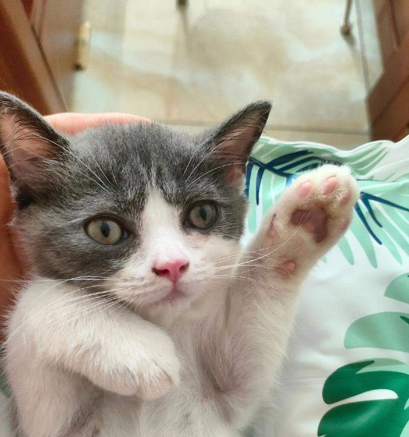 猫的居家生活剖析（揭秘猫咪的“家居日常”，寻找猫咪的乐趣与需求） - 新生家伴