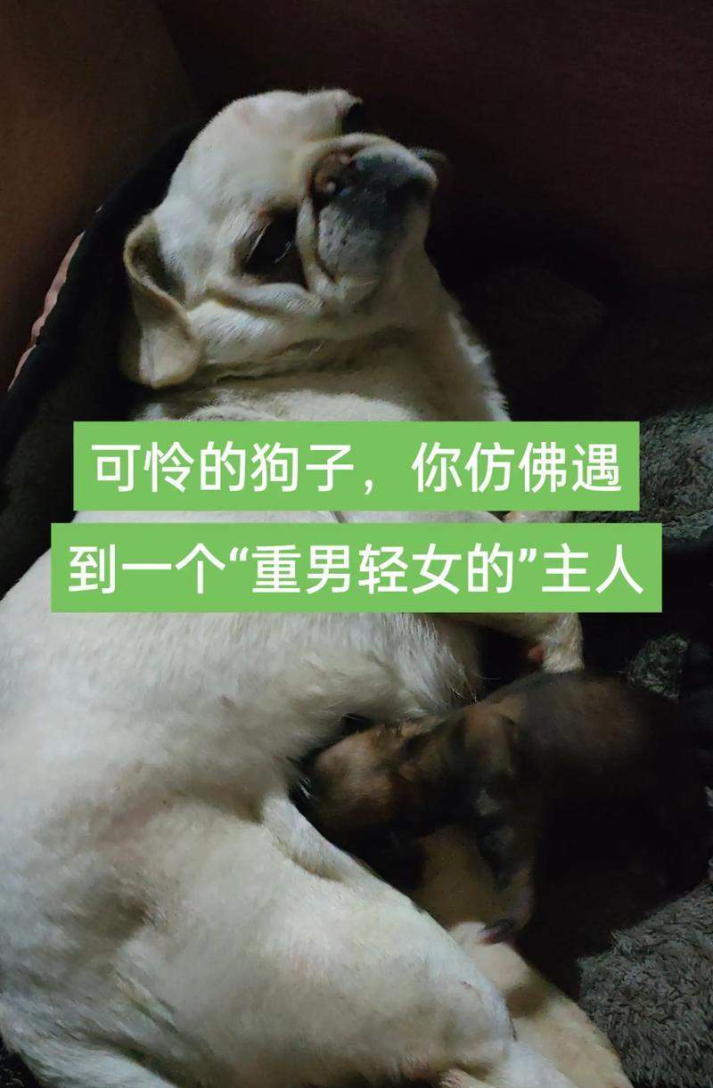 狗狗交配之原因与行为解析(探索狗狗交配的生物学动机与社会影响)(图2) 狗狗交配之原因与行为解析(探索狗狗交配的生物学动机与社会影响)(图2)