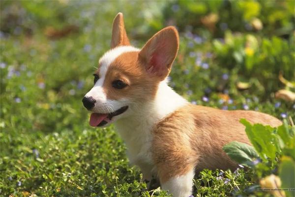 狗狗不让其他狗狗闻屁股是怎么回事？ - 新生家伴