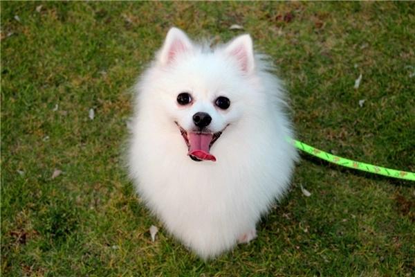 成年狗狗还有乳牙是怎么回事? 成年狗狗还有乳牙是怎么回事?(图2)