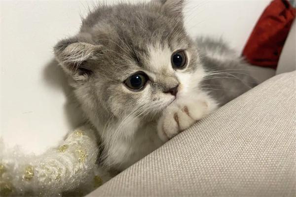 猫咪太凶了怎么驯化? 猫咪太凶了怎么驯化?(图2)