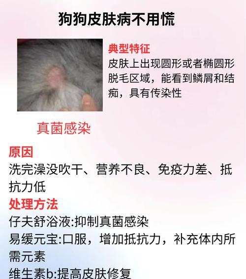 宠物狗疾病传染如何预防(了解常见狗狗传染疾病及预防措施)(图3) 宠物狗疾病传染如何预防(了解常见狗狗传染疾病及预防措施)(图3)