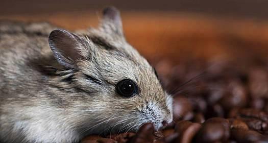 探秘可爱的啮齿类宠物(荷兰猪的全面介绍)(图2) 探秘可爱的啮齿类宠物(荷兰猪的全面介绍)(图2)