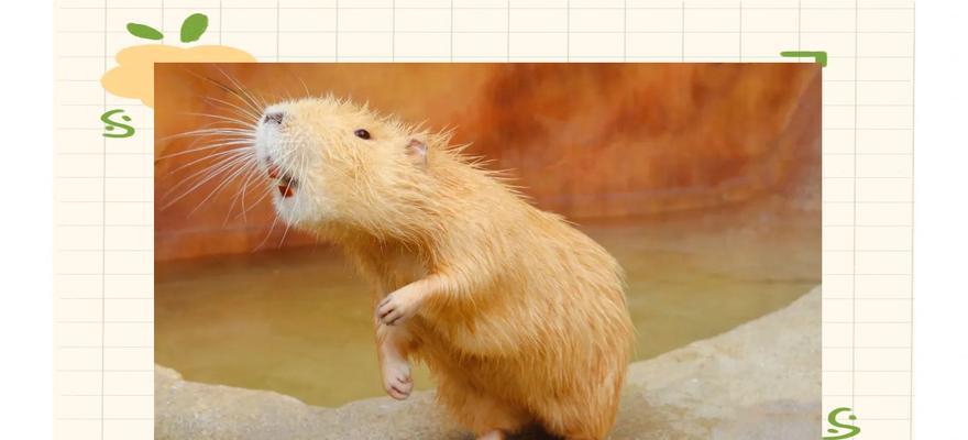 探秘可爱的啮齿类宠物(荷兰猪的全面介绍)(图3) 探秘可爱的啮齿类宠物(荷兰猪的全面介绍)(图3)