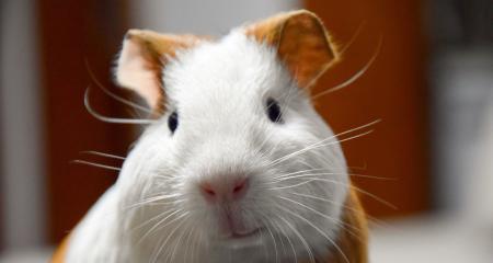 探秘可爱的啮齿类宠物（荷兰猪的全面介绍） - 新生家伴