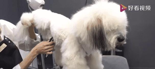 宠物狗造型（揭秘狗狗造型修剪的最佳时间和频率） - 新生家伴