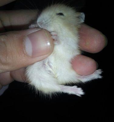 仓鼠湿尾的症状及防治措施(仓鼠湿尾的危害与预防)(图2) 仓鼠湿尾的症状及防治措施(仓鼠湿尾的危害与预防)(图2)